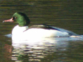 Common Merganser